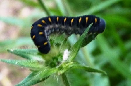 larva di tenthredinidae